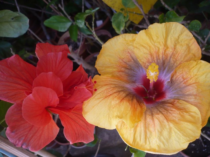 P1360669 - Tahitian Passion Flower