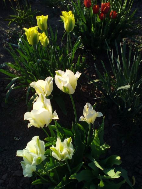  - curtea cu toate cele 2018