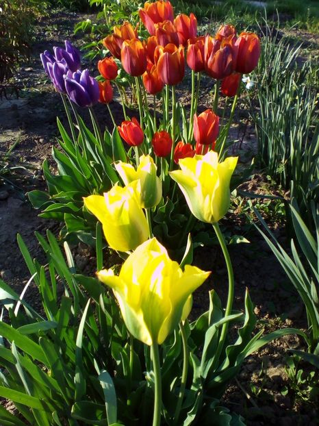  - curtea cu toate cele 2018