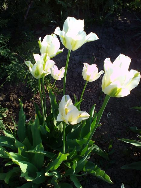  - curtea cu toate cele 2018