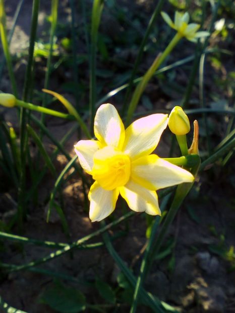 micute dar foarte parfumate....le ador - curtea cu toate cele 2018