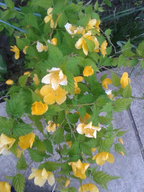  - Primavara 2014-2018