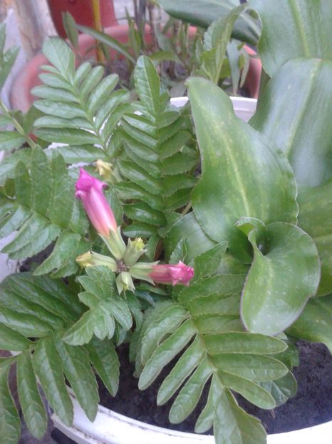  - Primavara 2014-2018