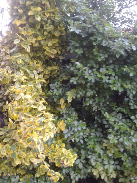  - Primavara 2014-2018