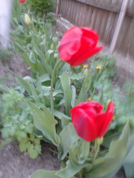  - Primavara 2014-2018