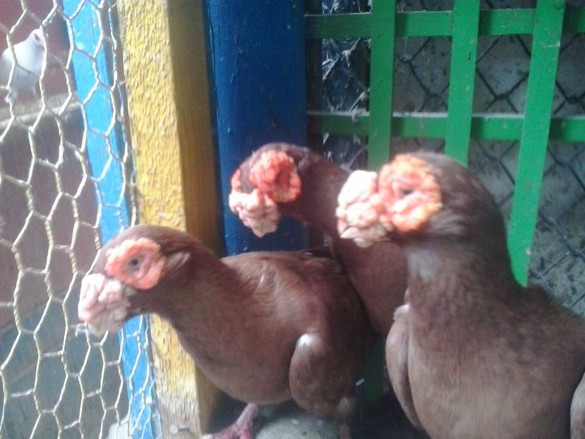 2016-10-25 15.24.19 - GENETICA