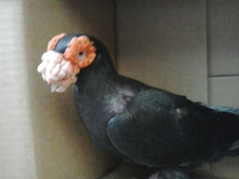 2016-10-25 14.40.40 - GENETICA