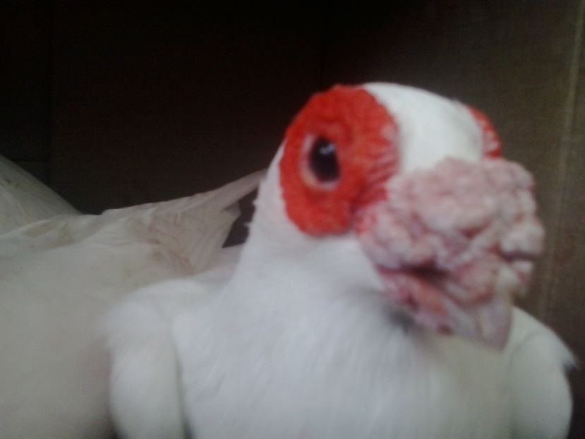 2016-10-25 15.55.43 - GENETICA