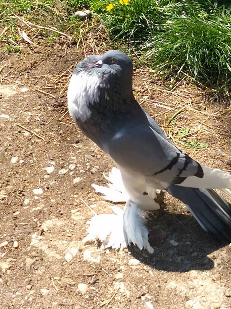 F.2017 - Porumbei  vinduti