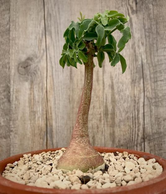 Adenia glauca - achizitionata - Whish list pentru viata urmatoare1