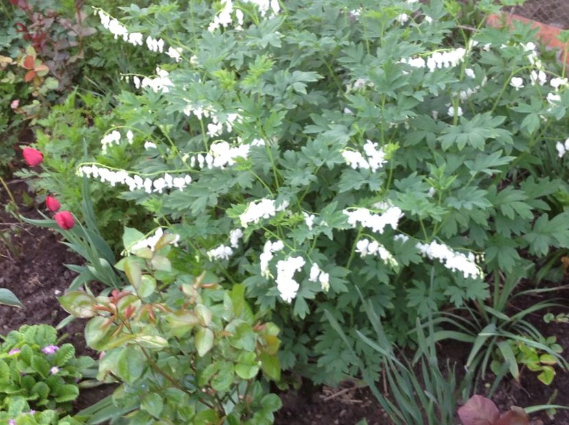  - Dicentra Spectabilis Cerceii Doamnei