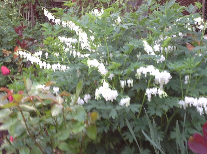  - Dicentra Spectabilis Cerceii Doamnei