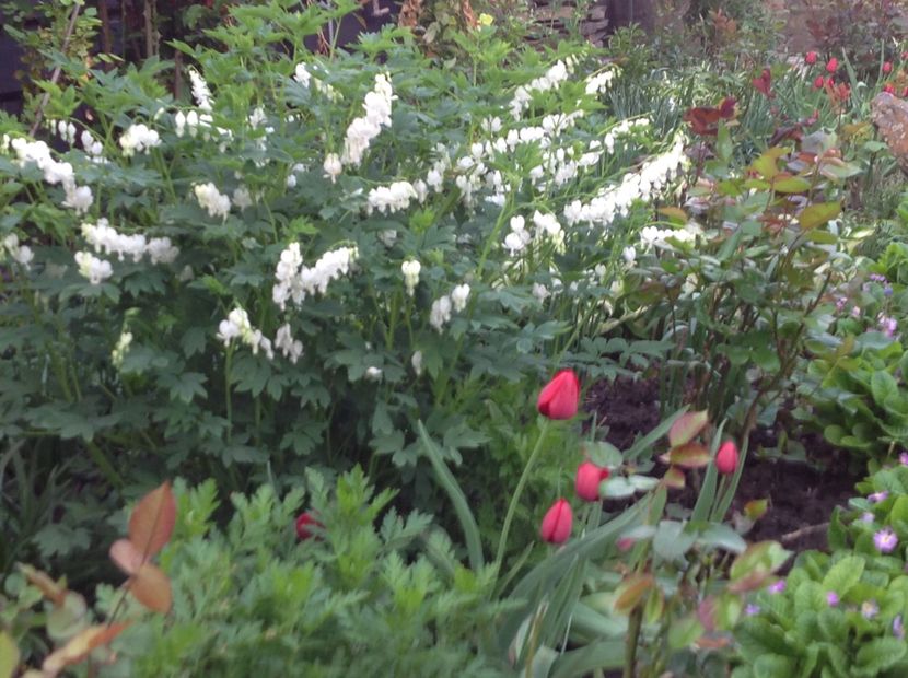 - Dicentra Spectabilis Cerceii Doamnei