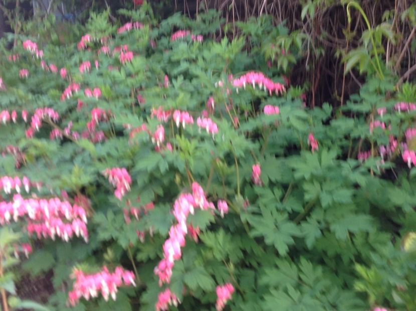  - Dicentra Spectabilis Cerceii Doamnei