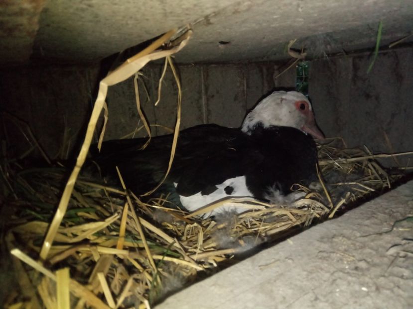 Și prima slovaca la treabă. - C1 - Rate lesesti - Warzenenten