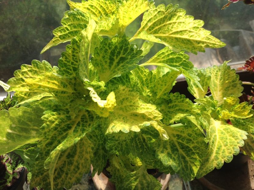 Electric Lime - Coleus Urzicuță