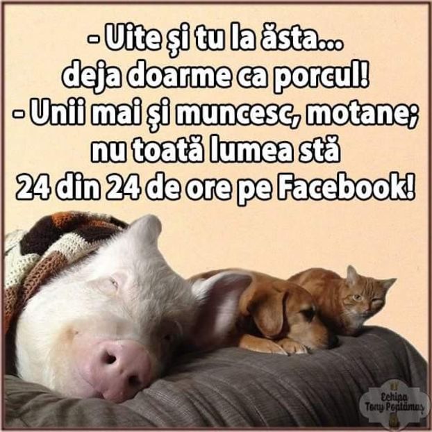  - Poze 3