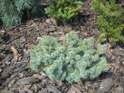 Picea pungens Ökrös - CONIFERE RARITATI -pe comanda