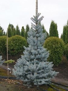 picea pungens omega - CONIFERE RARITATI -pe comanda