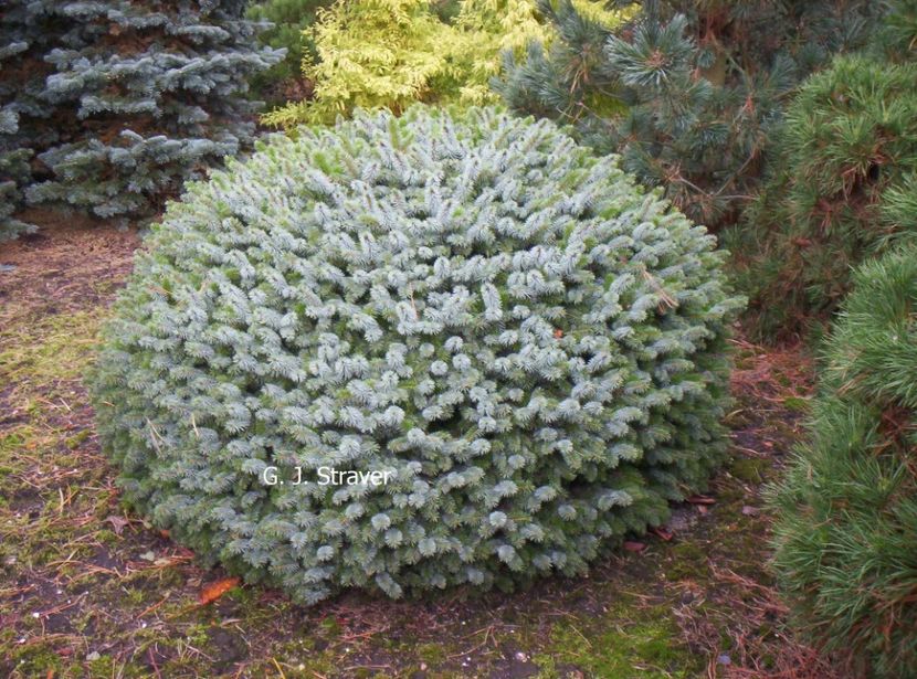 picea sitchensis tenas - CONIFERE RARITATI -pe comanda