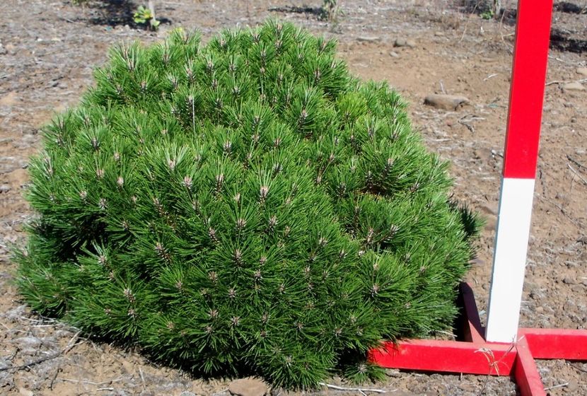 pinus nigra bambino - CONIFERE RARITATI -pe comanda