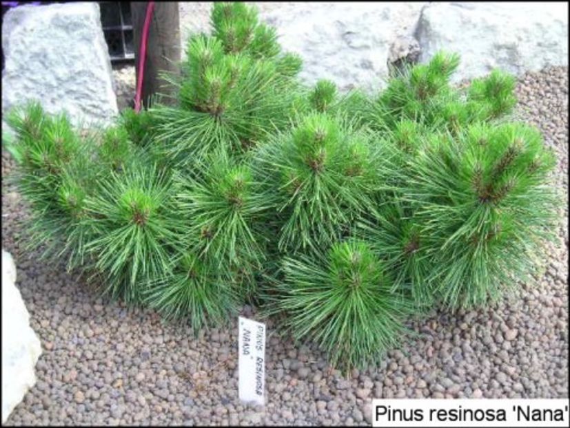 pinus resinosa nana - CONIFERE RARITATI -pe comanda