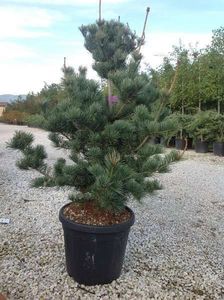 pinus-parviflora-negishi - CONIFERE RARITATI -pe comanda