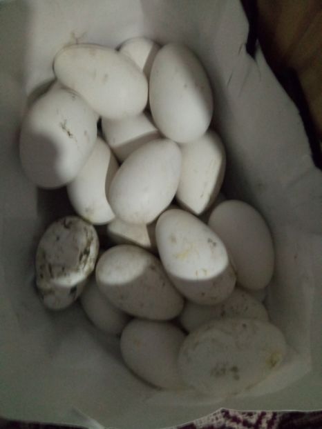 Chinezestile - mașini de ouat - Gâște 2018 și 2019