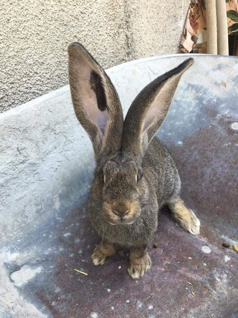 received_1682917408456144 - O speranta marca Luci Onujec