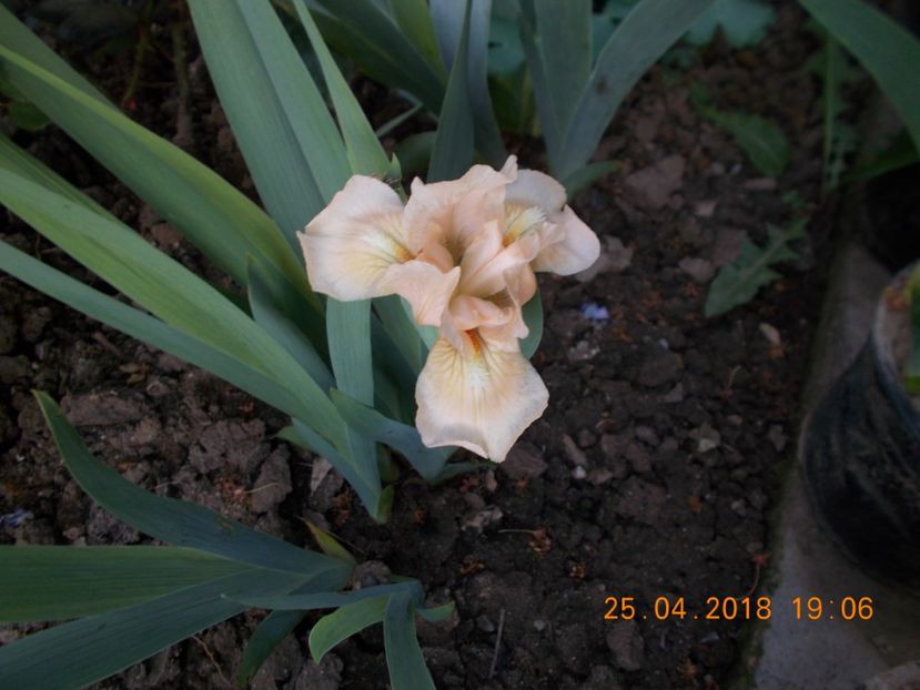 lenna-roberta - IRISI PITICI-2018