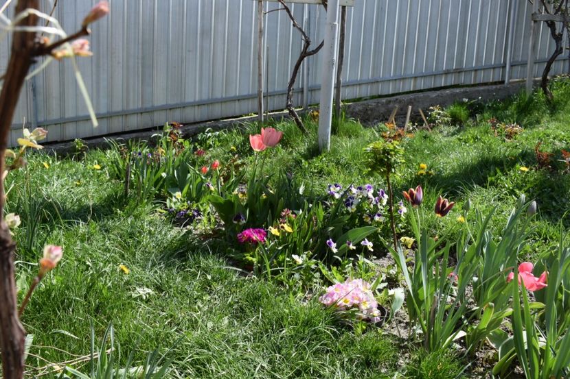  - Primavara lui 2018 in gradina mea