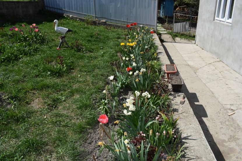  - Primavara lui 2018 in gradina mea