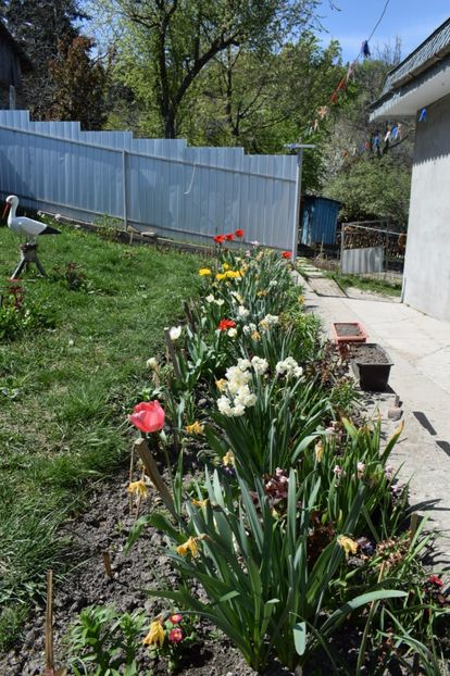  - Primavara lui 2018 in gradina mea