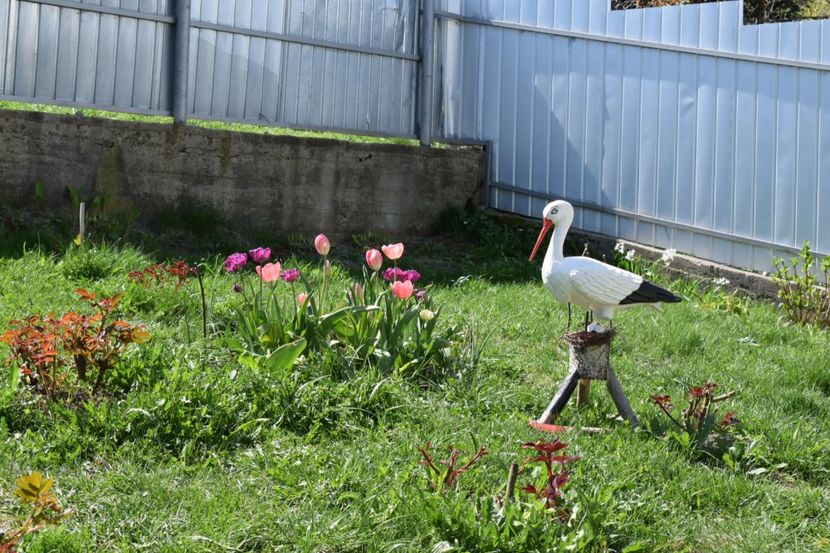  - Primavara lui 2018 in gradina mea