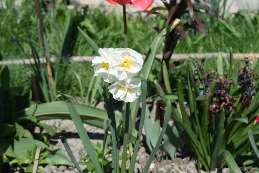  - Primavara lui 2018 in gradina mea