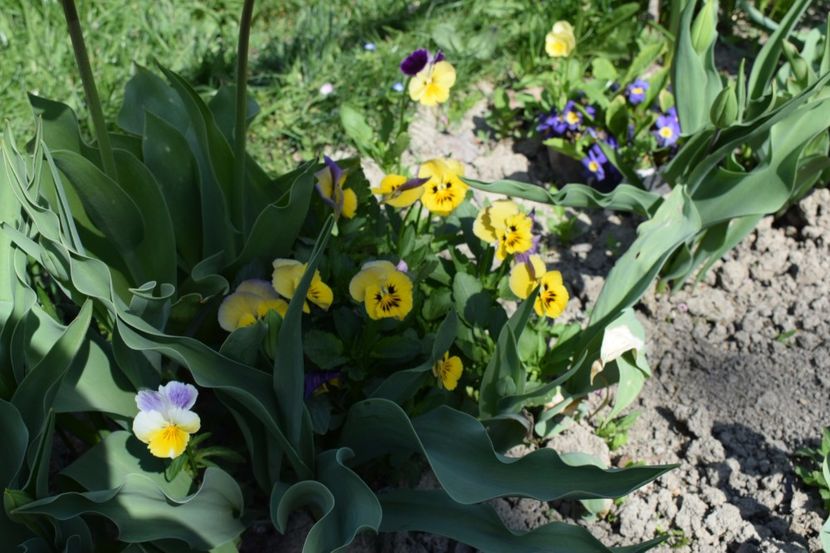  - Primavara lui 2018 in gradina mea