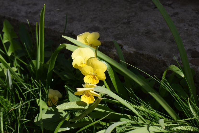  - Primavara lui 2018 in gradina mea