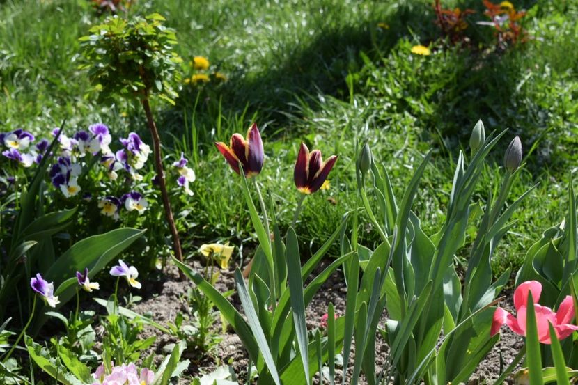  - Simfonia Lalelelor 2018