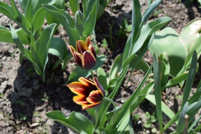  - Simfonia Lalelelor 2018