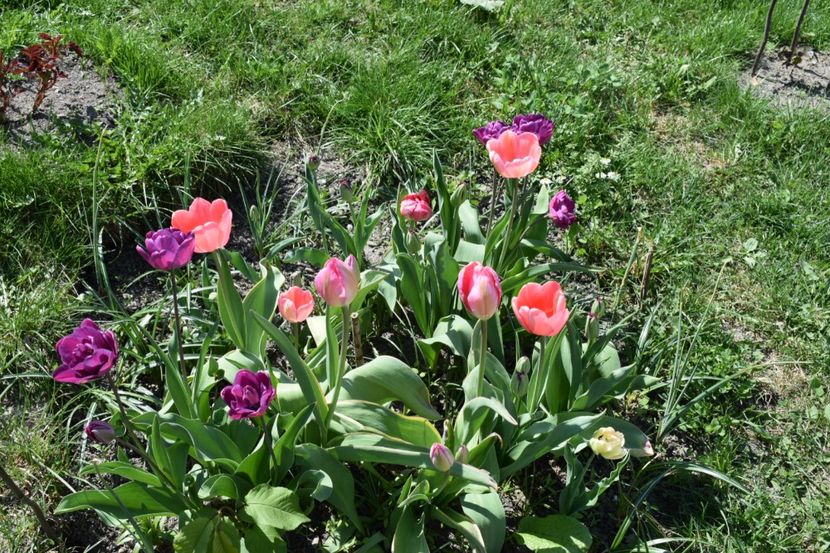  - Simfonia Lalelelor 2018