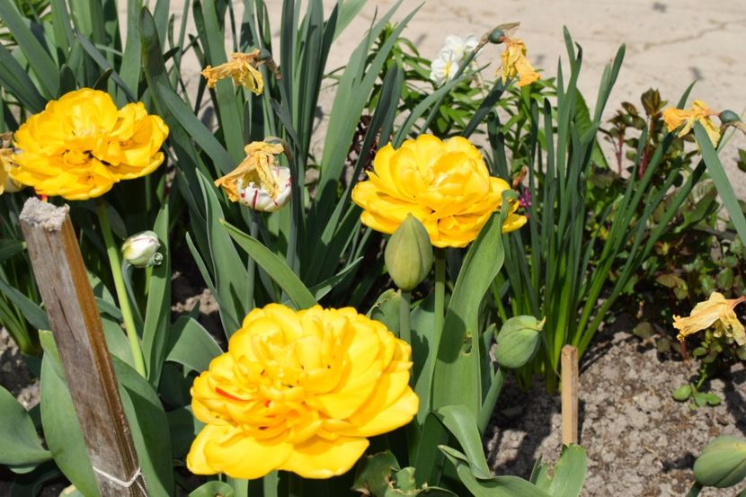  - Simfonia Lalelelor 2018