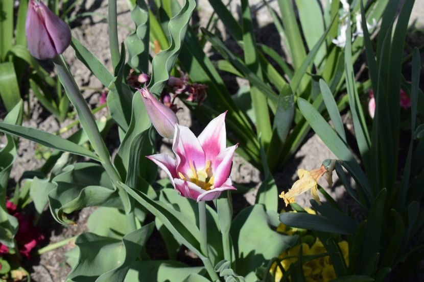  - Simfonia Lalelelor 2018