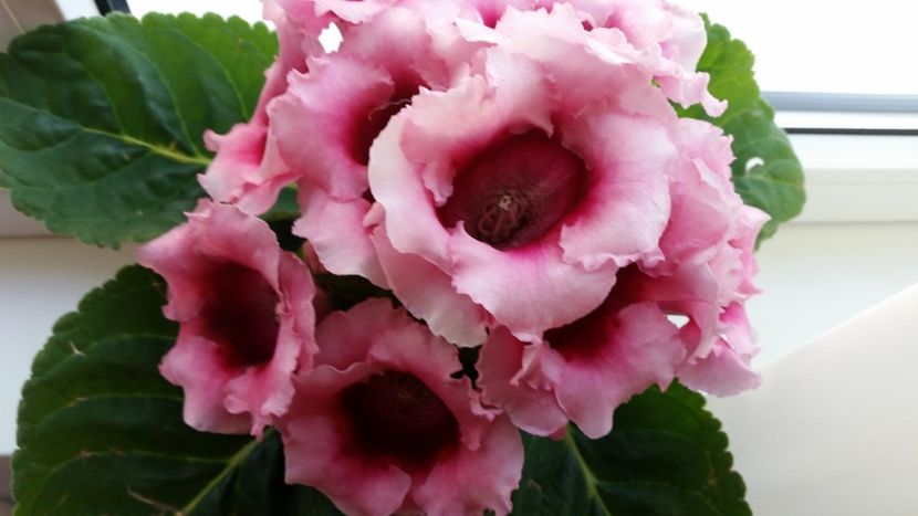 gloxinia - Noutati 2018