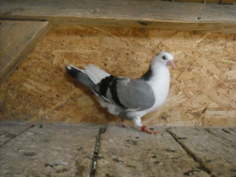 pierdut - PUISORI 2018