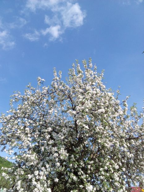  - AAAAA_PRIMAVARA_VARA 2018