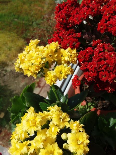 - floricele frumusele
