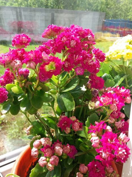 - floricele frumusele