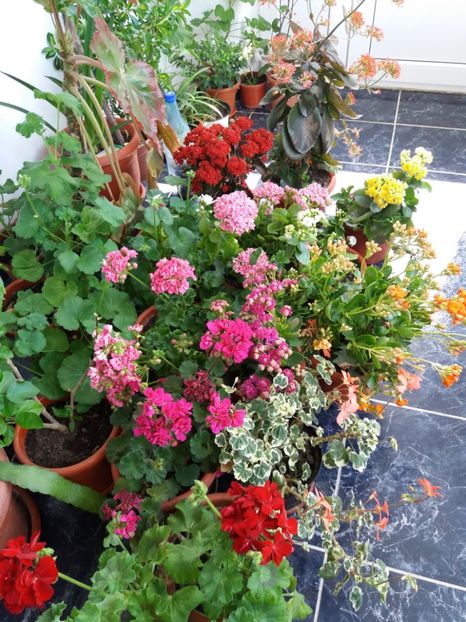  - floricele frumusele