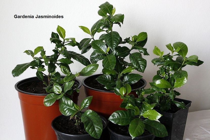 23.04.18 - 03 Iasomii si altele