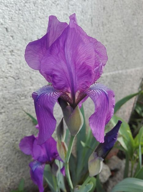 Iris germanica - irisi 2018